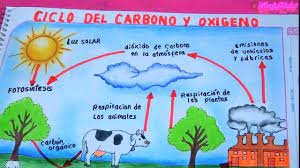 Ciclo del Carbono y el Oxigeno / DibujoYColor - YouTube