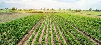 El acaparamiento global de tierras se pinta de verde - EcoPortal.net